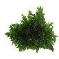 SALADE FRISEE FINE 8PCS
